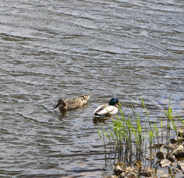 Gölette bir çift yaban ördeği