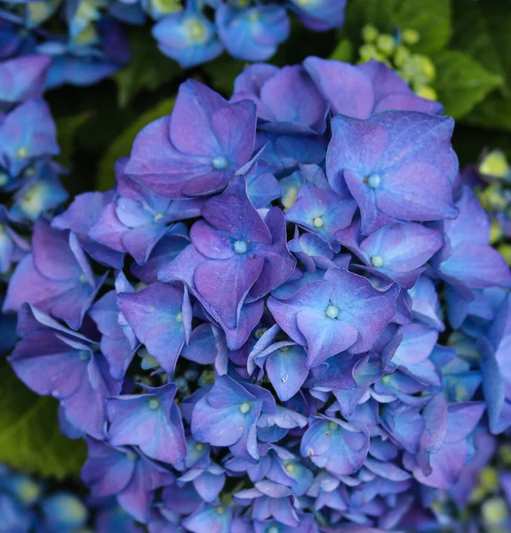 Blue Garden Hydrangeas Macro Photo — Stock Photo, Image