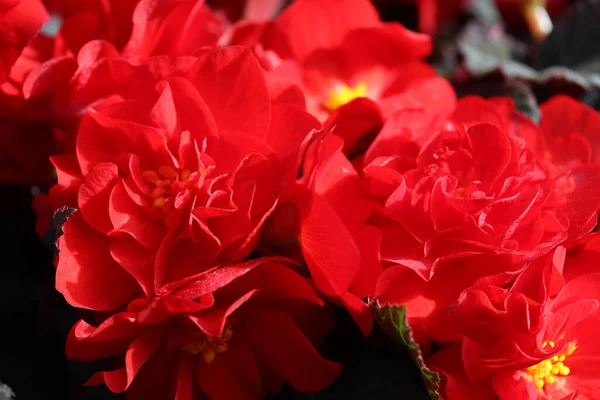 Beautiful Red Begonias Macro Photo — Stock Photo, Image