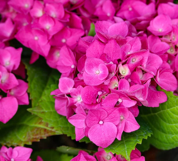 Roz Gradina Hortensii Macro Fotografie — Fotografie, imagine de stoc