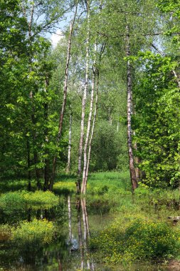 Suda yansıması olan orman manzarası