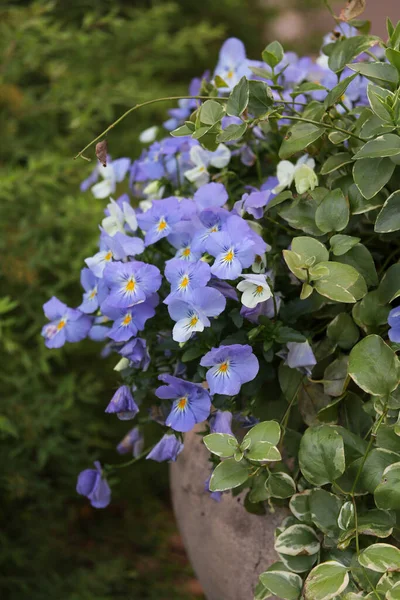 Blue Pansies Vase Close — Stock Photo, Image