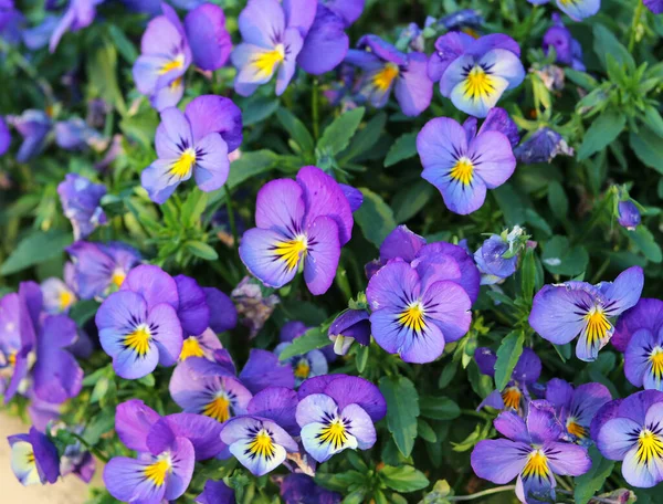 Beautiful blue pansies close up — Stock Image Beautiful Blue Pansies Close Stock Image