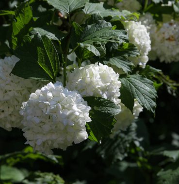 Kar beyazı viburnum çiçekleri yakın plan