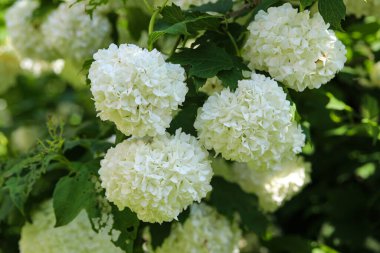 Kar beyazı viburnum çiçekleri yakın plan