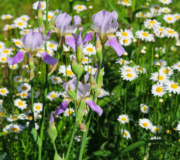 Irisuri Albastre Fundal Margarete Aproape — Fotografie, imagine de stoc