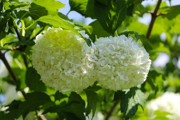 Snow White Viburnum Flowers Close — Stock Photo, Image