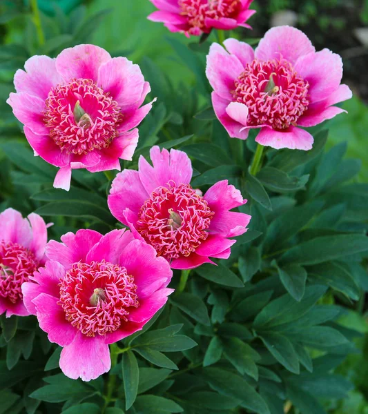 Beautiful Pink Peonies Flower Bed Close — Stock Photo, Image