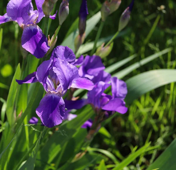 Irisuri Albastre Pat Flori Aproape — Fotografie, imagine de stoc