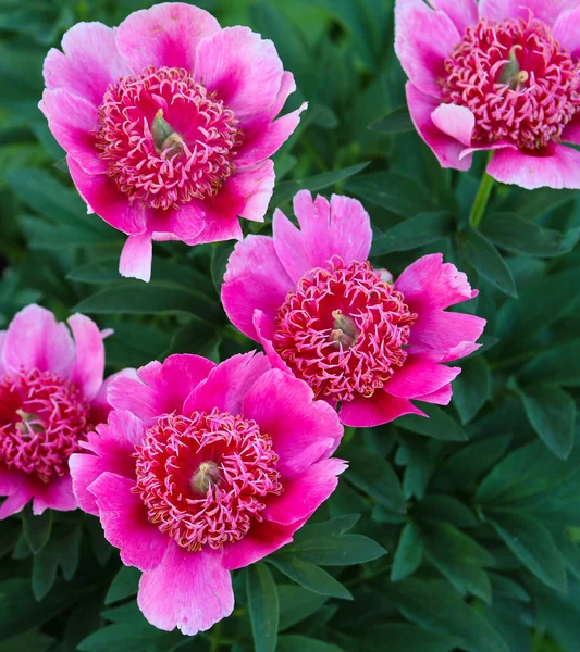 Beautiful Pink Peonies Flower Bed Close — Stock Photo, Image