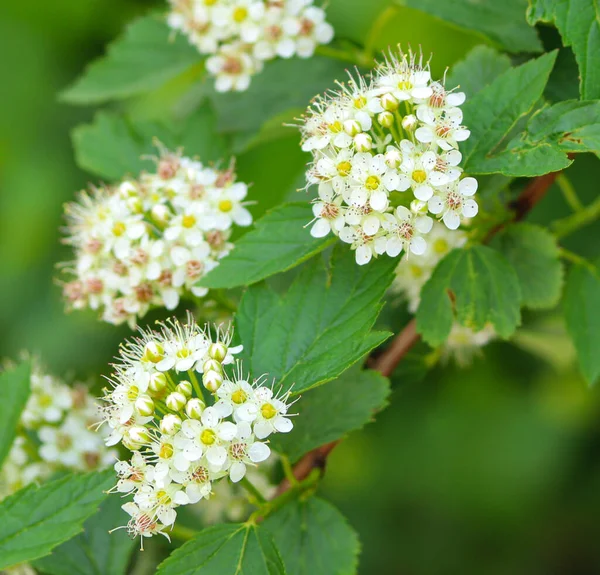 Beautifully Blooming Hawthorn Close — Stock Photo, Image