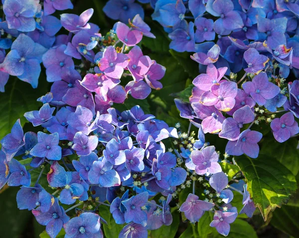 Hortensii Albastre Într Pat Flori Aproape — Fotografie, imagine de stoc