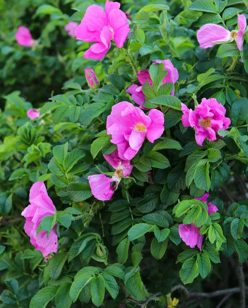 Bush Roz Salbatic Rose Close — Fotografie, imagine de stoc