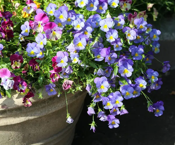 Pansamente Frumoase Albastre Violet Într Vază Piatră Aproape — Fotografie, imagine de stoc