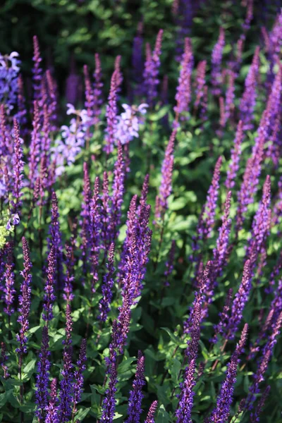 Красивые Синие Фиолетовые Цветы Цветнике Крупным Планом — стоковое фото