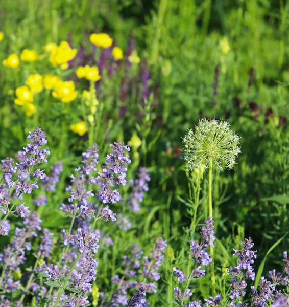 Beautiful Yellow Purple Flowers Flower Bed Close — Stock Photo, Image