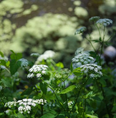Gölün kıyısında bitkilerle dolu manzaralar.