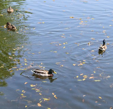 Göletteki vahşi ördekler