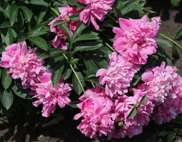 花坛上漂亮的粉色牡丹 — 图库照片