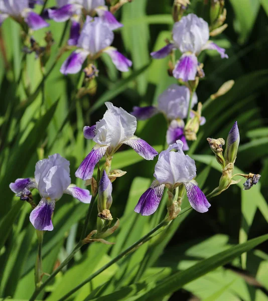 Irisuri Frumoase Pat Flori Aproape — Fotografie, imagine de stoc