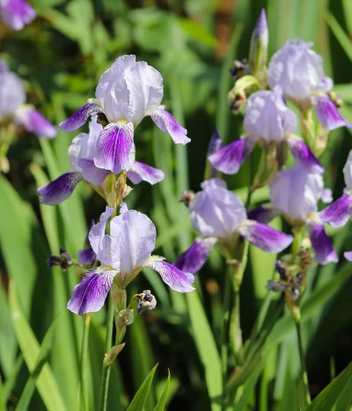 Irisuri Frumoase Pat Flori Aproape — Fotografie, imagine de stoc