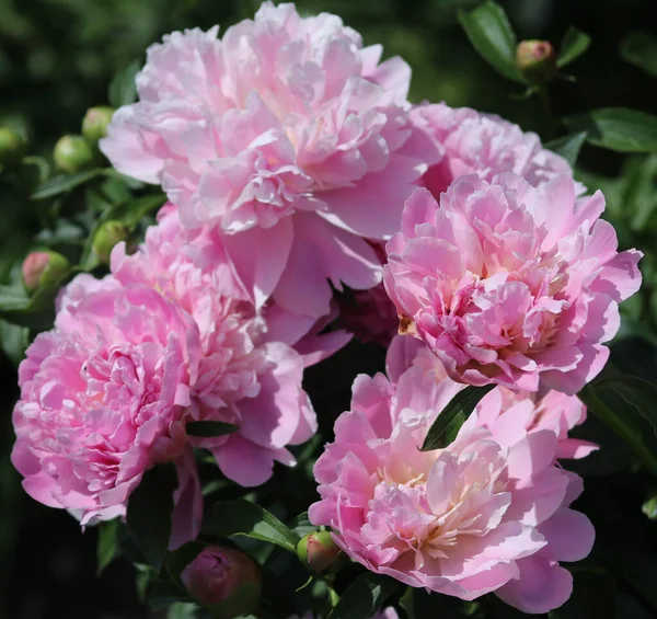 Beautiful Pink Peonies Flower Bed Close — Stock Photo, Image