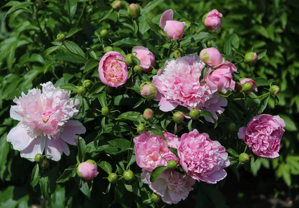 Beautiful Pink Peonies Flower Bed Close — Stock Photo, Image