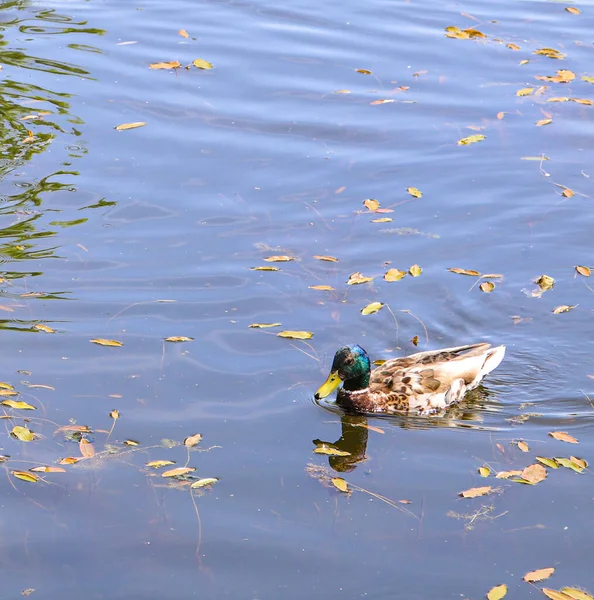 Wild Duck Pond Close — Stock Photo, Image
