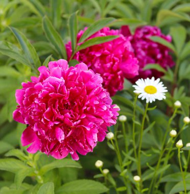 Güzel, parlak şakayıklar.