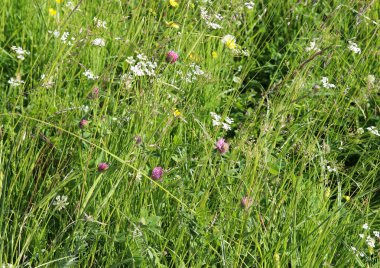 Çayır çimenler ve çiçekler kapanıyor