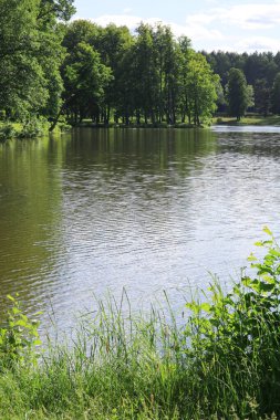 Göl kenarındaki orman manzarası 