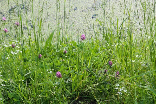 Łąka Trawy Kwiaty Bliska — Zdjęcie stockowe