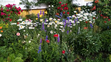 Arka bahçesinde çok renkli çiçekler olan canlı bir yaz bahçesi. Aşkla dolu özel bir bahçe..