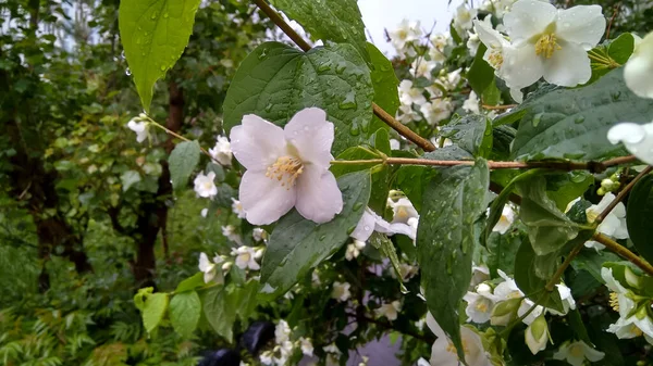 Ein Zweig Blühender Jasmin Regen Göttliche Große Weiße Blumen Mit — Stockfoto
