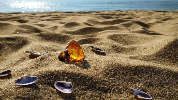 一片生生不息的琥珀在沙滩上 周围都是小贝壳 衬托着大海的背景 在一个寂寞宁静的海滩上 — 图库照片