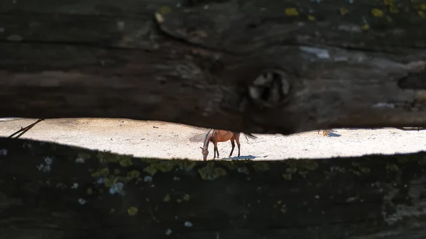 Dálce Pasou Koně Zálivu Zvíře Bylo Vyfoceno Mezerou Dřevěném Plotě — Stock fotografie