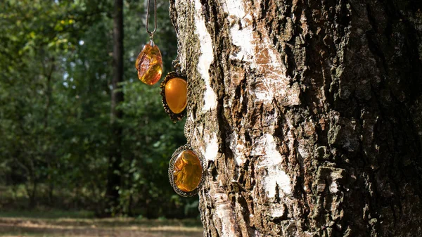 자작나무 주위에는 햇볕에 오렌지색 발트해 호박색의 소나무가 자작나무 매달려 자연계의 — 스톡 사진