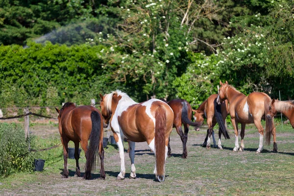 Grupp Hästar Som Betar Betesmark — Stockfoto