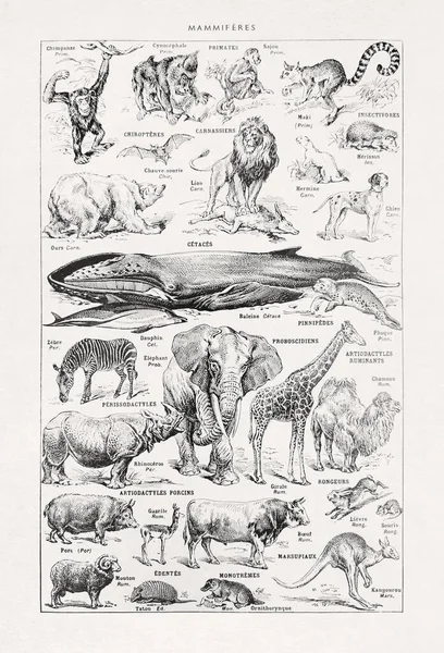 由Larousse编辑于1889年在法文词典 Dictionnaire Complete Illue 中印出的关于野生哺乳动物的旧插图 — 图库照片