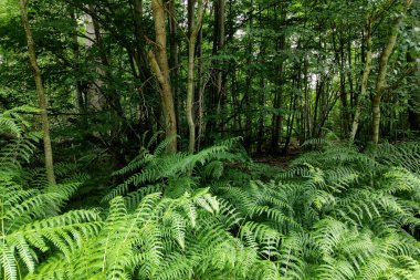 Ormanın kıyısındaki eğreltiotu.