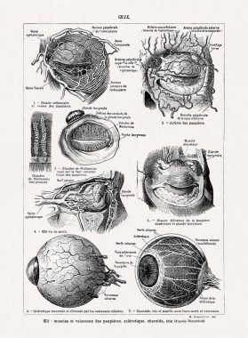 Jacques Maurice Dessertenne 'in eski bir Fransızca sözlükten gözlerinin anatomisini göstermesi.