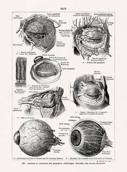 Jacques Maurice Dessertenne 'in eski bir Fransızca sözlükten gözlerinin anatomisini göstermesi.
