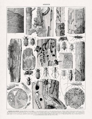 Ahşap yiyen böcekler ve Adolphe Philippe Millot 'un eski bir Fransızca sözlükten verdiği hasar hakkında bir resim..