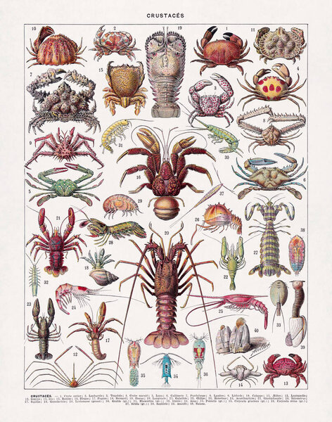 Illustration about Carcinology (the study of Crustaceans) by Adolphe Philippe Millot from an old French dictionary.