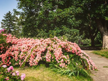 Güzel pembe gül çiçekleri diğer çiçeklerin arka planında ve botanik bahçesinin manzarasında