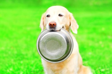 Güzel Golden Retriever köpek dişleri bir yaz park bir kase çim tutuyor