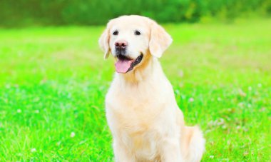 Güzel Golden Retriever köpek çim yaz üzerinde oturuyor