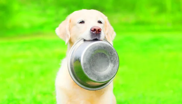 Pretty Golden Retriever Cão Está Segurando Nos Dentes Uma Tigela — Fotografia de Stock