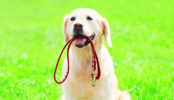 Golden Retriever Chien Avec Une Laisse Est Assis Sur Herbe — Photo