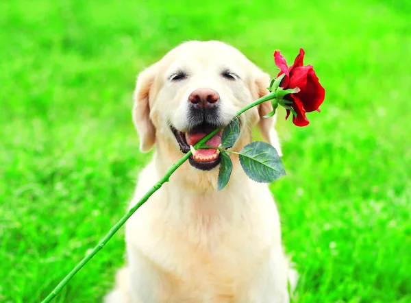 Funny Golden Retriever dog is holding a red flower in the teeth on the grass on a summer day